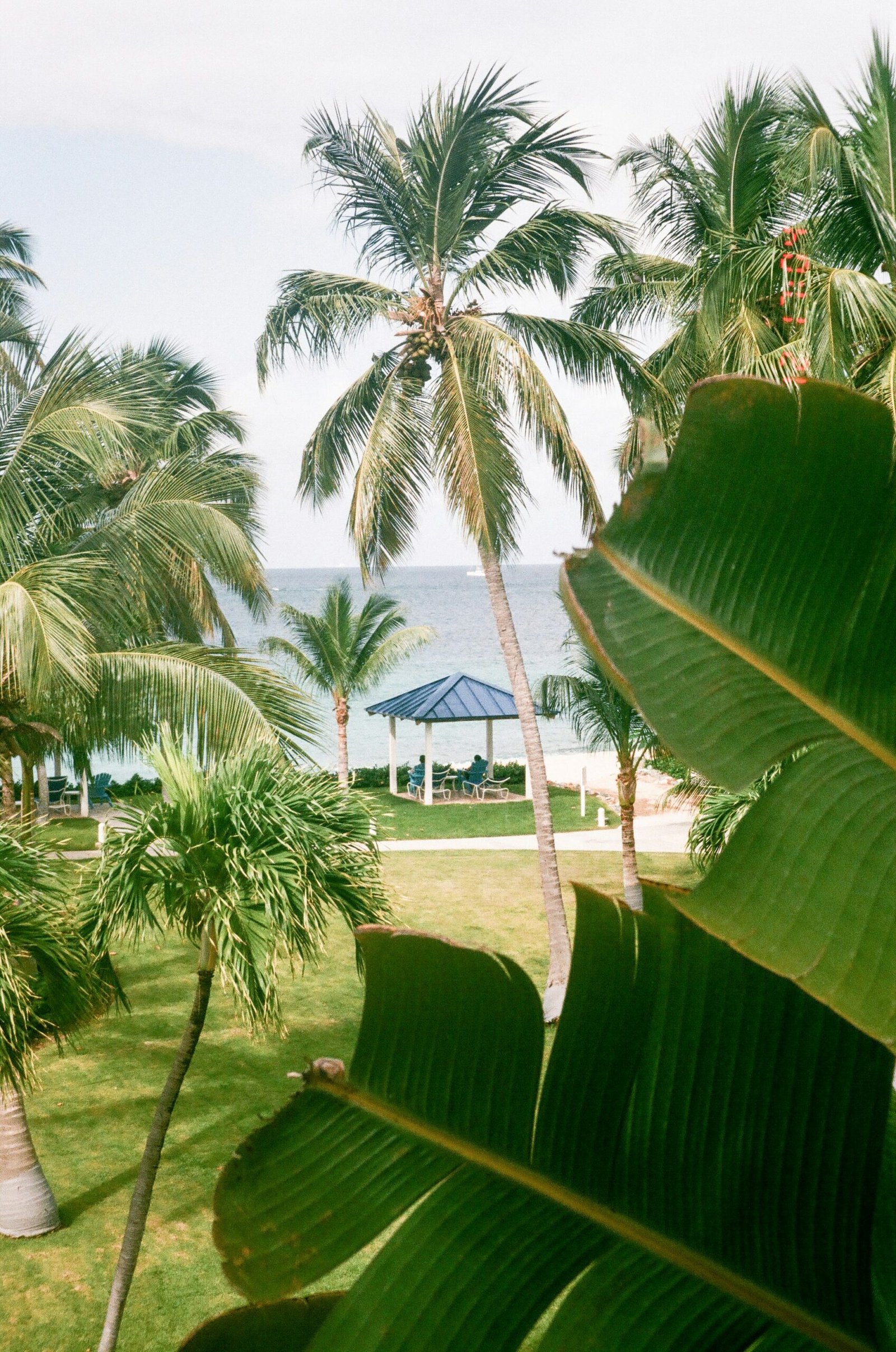 coconut tree near white house during daytime