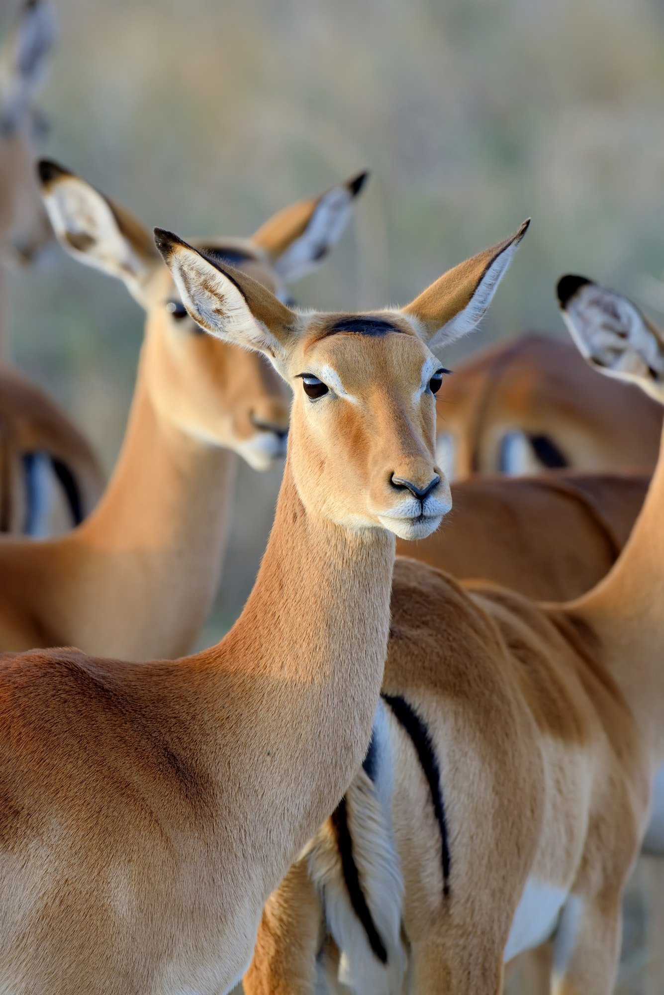 thomson-s-gazelle-on-savanna-in-africa-1.jpg